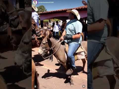 VÍDEO: Para ganhar voto, deputado federal “quase mata” jumento em Joselândia 