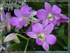 Orchid ([E] --) Tags: flowers plant orchid flower tree garden    