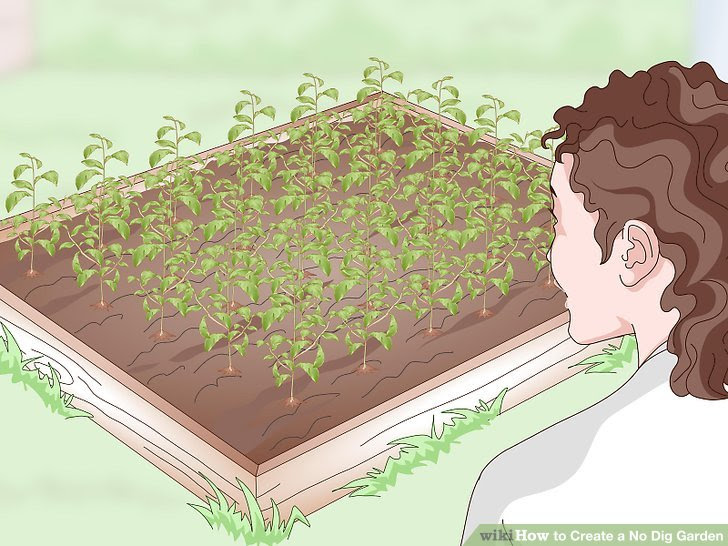 Create a No Dig Garden Step 18.jpg