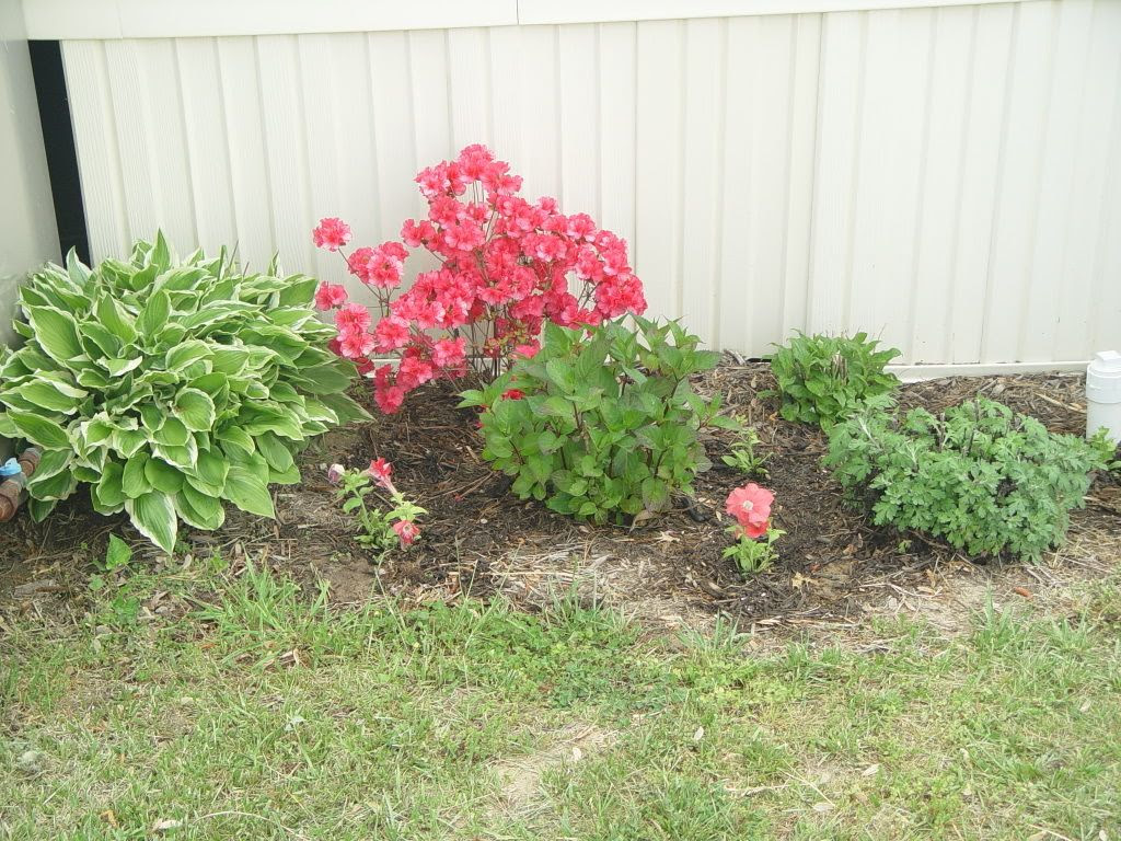 small compact cottage garden ideas please - Cottage Garden Forum ...