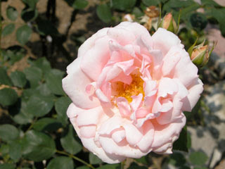 バラ 花言葉しらべ