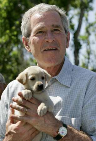 bush_puppy