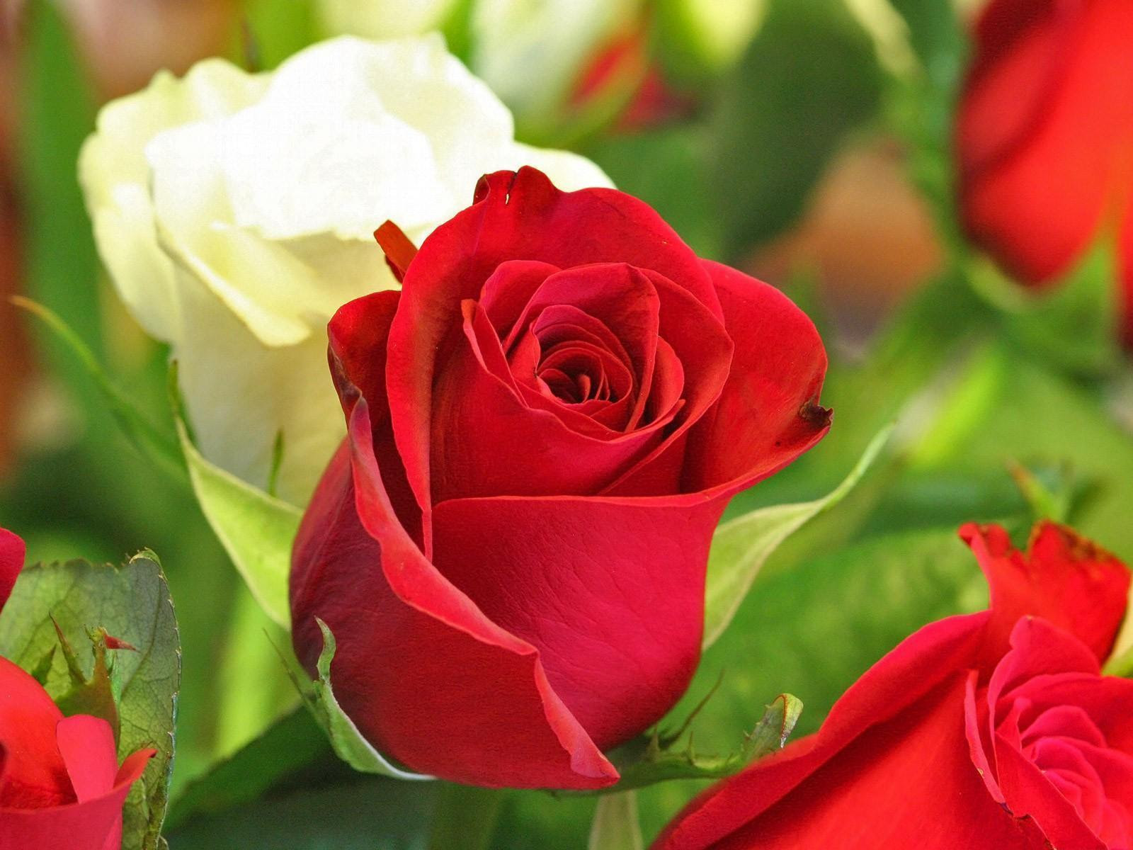 Rose Flower Wallpapers For Desktop - Wallpaper Cave