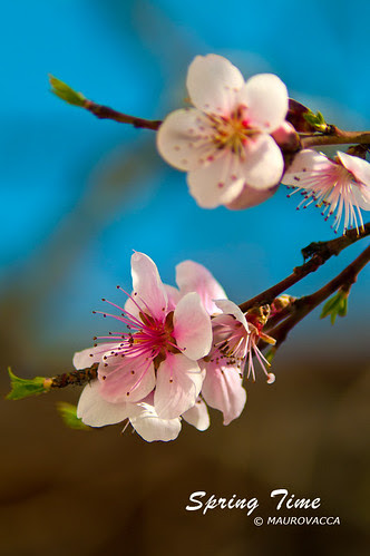 Spring Time by maurovacca