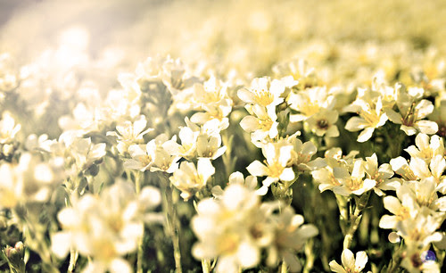 Field of Dreams