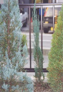 ガーデニング 我が家のコニファー図鑑