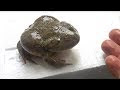 マルメ タピオカ ガエル 飼育 158724