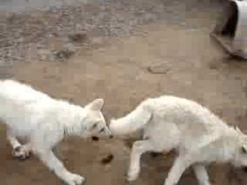wolf pups at play