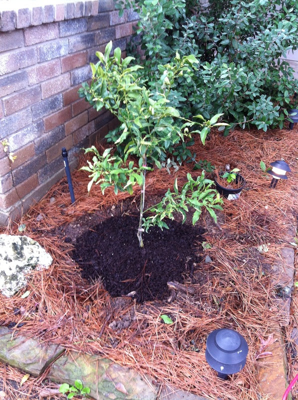 Back to Basics - Planting Fruit Trees - The Bell House - Growing Fruit Trees in Northwest Houston