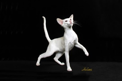 Black cat, not a "Black cat breed" - Oriental Shorthair