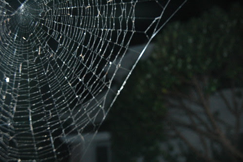 The Web