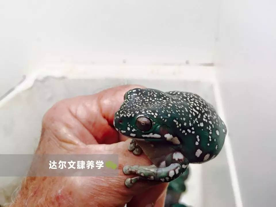 老爷树蛙寿命 万图壁纸网