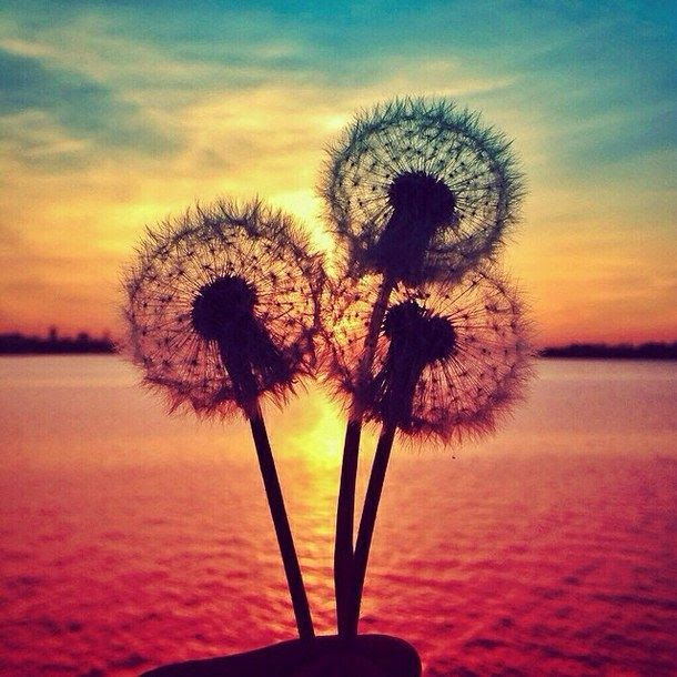 Dandelion Pictures, Photos, and Images for Facebook 