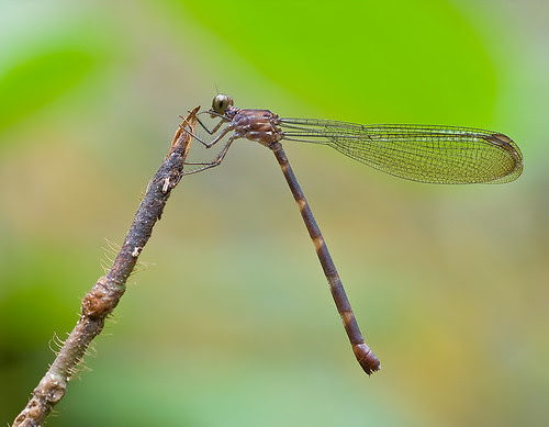 Devadatta argyoides IMG_0825 copy