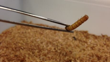 MealWorm 