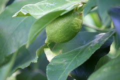 meyer's lemons 3