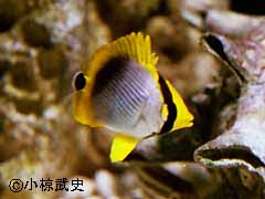 チョウチョウウオ1