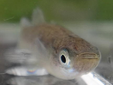 外来魚 カダヤシ