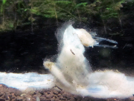 バクテリアのバランスが整えば 桜心のえび