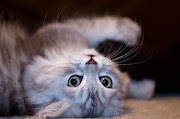 29 Terpopuler Gambar Wallpaper Cantik