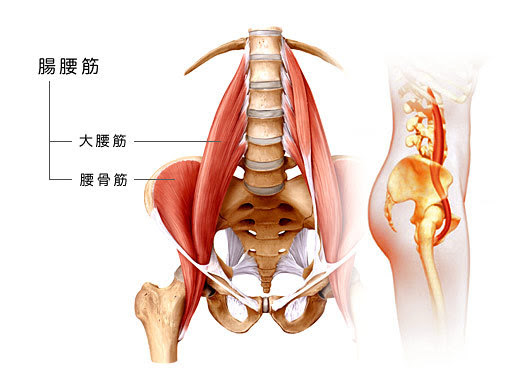 腸腰筋の鍛え方 効果的な筋トレメニューからストレッチ方法まで徹底解説 Vokka ヴォッカ