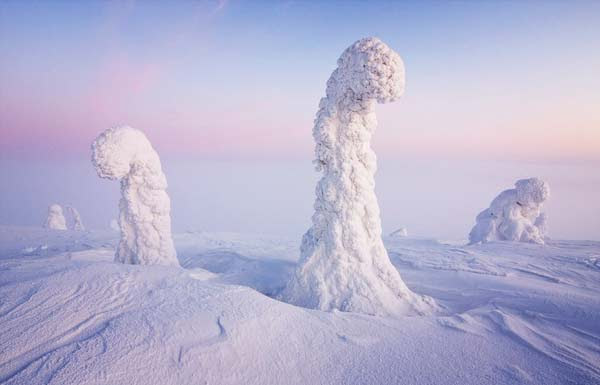 perierga.gr - Τα παγωμένα δέντρα της Αρκτικής!
