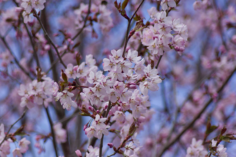 Cherry Blossoms