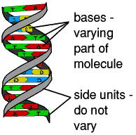 Dna Model Biology Junction