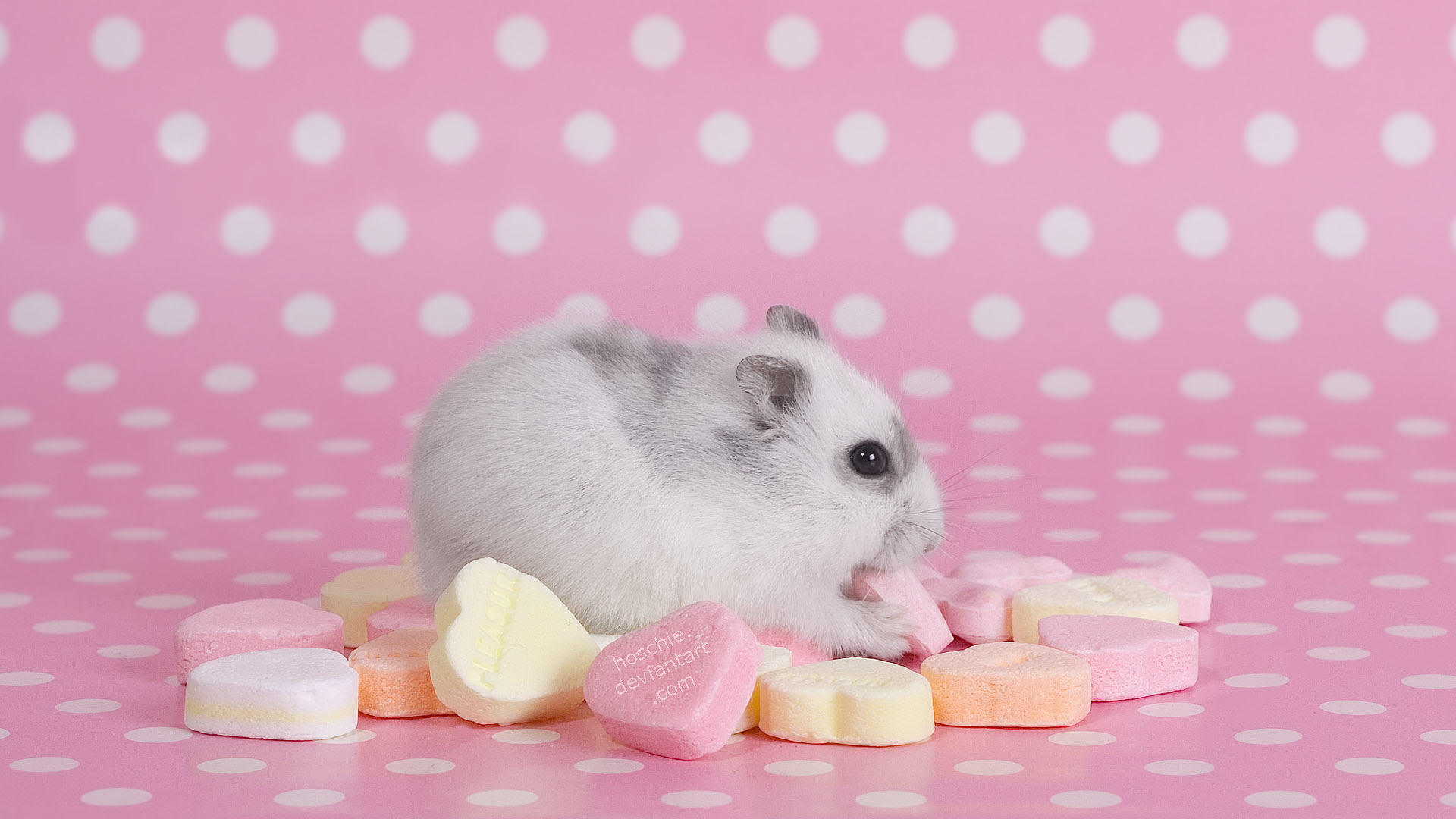 ハムスター Hamsters 壁紙 ファンポップ