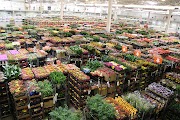 Garden Center Holambra Londrina Pr