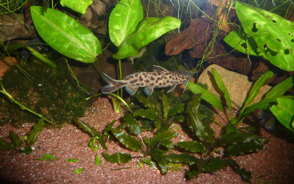 240 l Panorama Aquarium-Komplettset von Rena - Raumteiler -  zierfischforum.info