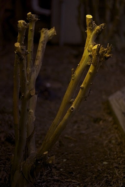 This is by far the worst photo I have ever posted on my blog, and it's almost painful to look at it now. But early on in my blog I had no idea what I was doing, and it was only through taking lots of bad pictures that I learned how to make a good image. Even though this picture is kind of embarrassing, it served a valuable purpose both on my blog and for me as a photographer.