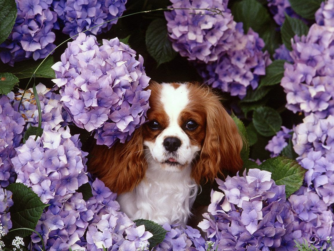 cavalier king charles spaniel puppy pictures