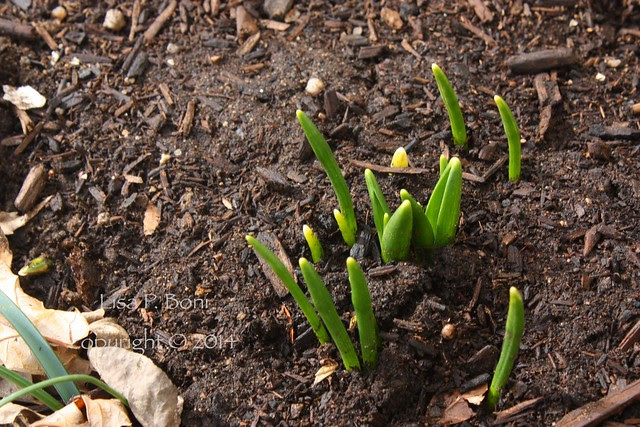 1st Signs of Spring