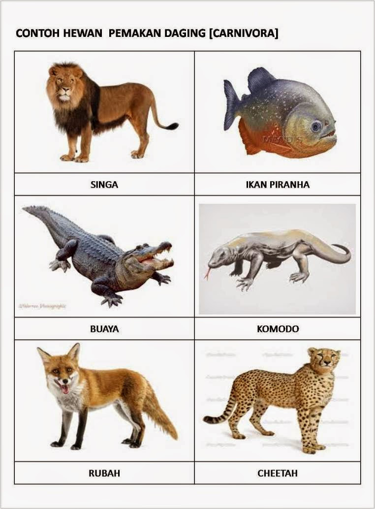 FOTO-GAMBAR HEWAN HERBIVORA-CARNIVORA-OMNIVORA freewaremini
