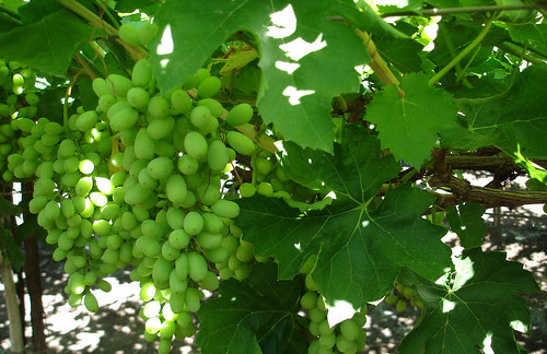 Vineyard in Nasik