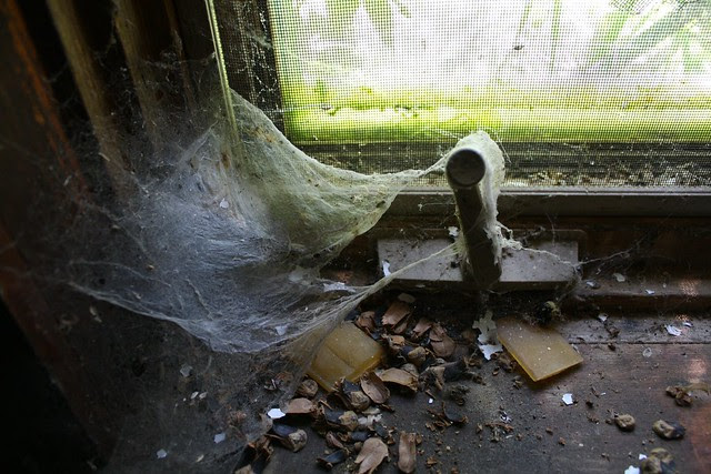 the itsy bitsy spider went up the explorers arm