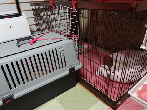 クレート使用のトイレ解決策 癒しの国から 小春 カンナ ほっぷ がやって来た