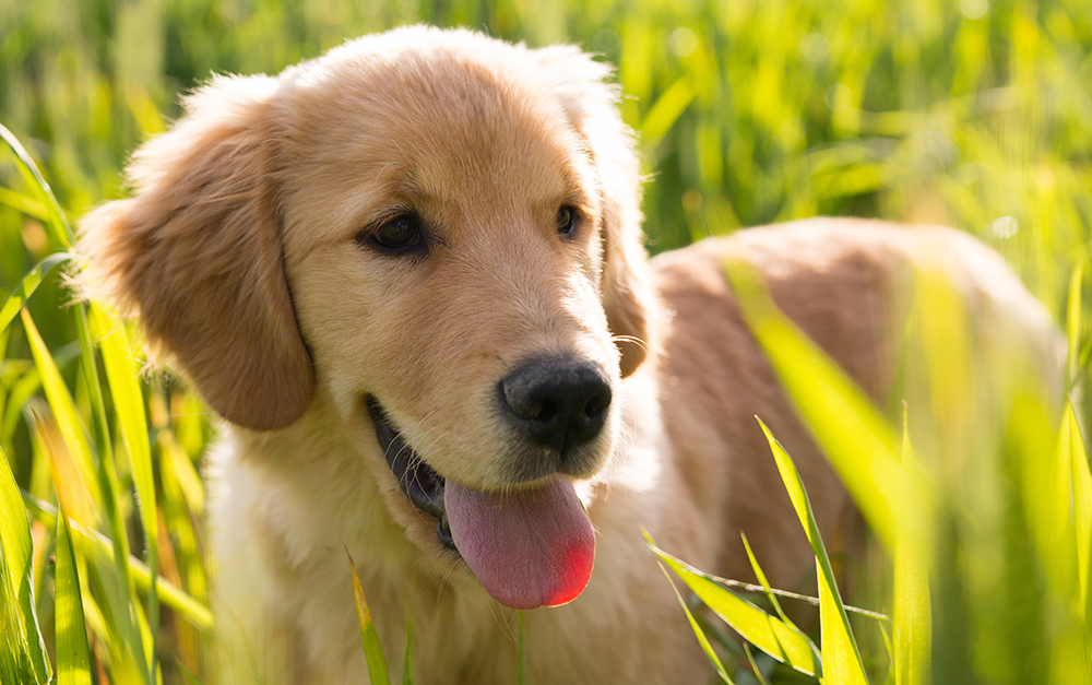 6 Dog Training Methods Puppies Find Stressful - The Happy ...