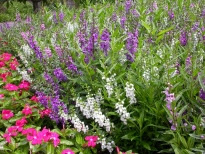 Image of Salvia companion plant for Cordyline