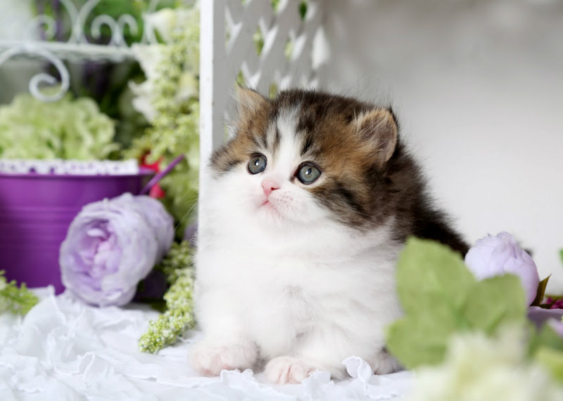Beach Baby - Shaded Golden Tabby & White Rug Hugger ...