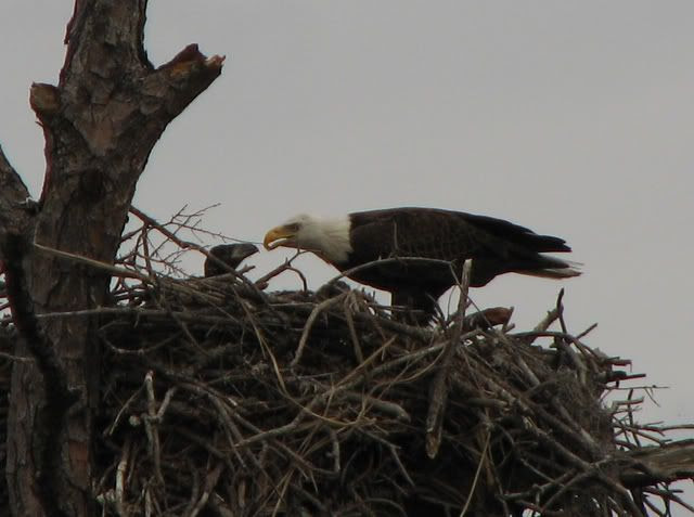 feeding her young