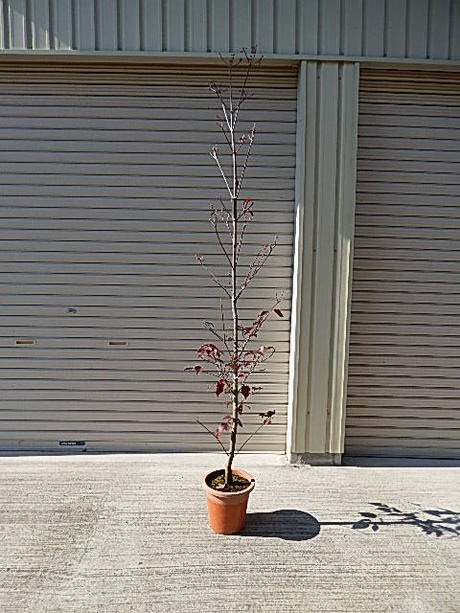 アメリカハナミズキピンク花 園芸百貨店何でも揃うこぼんさい大苗の高さ1 8ｍ前後 ハナミズキピンク花 ボンサイ 苗木 盆栽 年4月頃開花の ハナミズキ自宅のシンボルツリーハナミズキ花水木シンボルツリー さくら盆栽 ハナミズキ