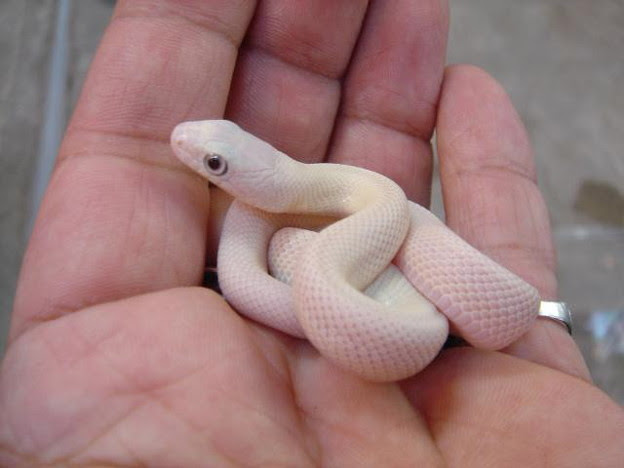 この子超可愛い N 蛇 写真共有サイト フォト蔵