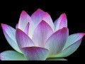 √無料でダウンロード！ �� 癒し 126133-花 癒し 花言葉