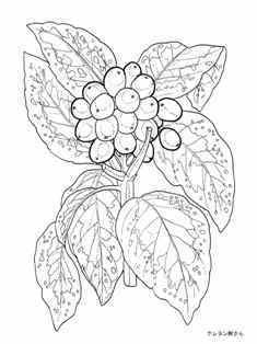 １２月７日 １２月３１日 ２月１８日の誕生日の花の斑入りのアオキの塗り絵 季節の花 四季の花の大人の塗り絵
