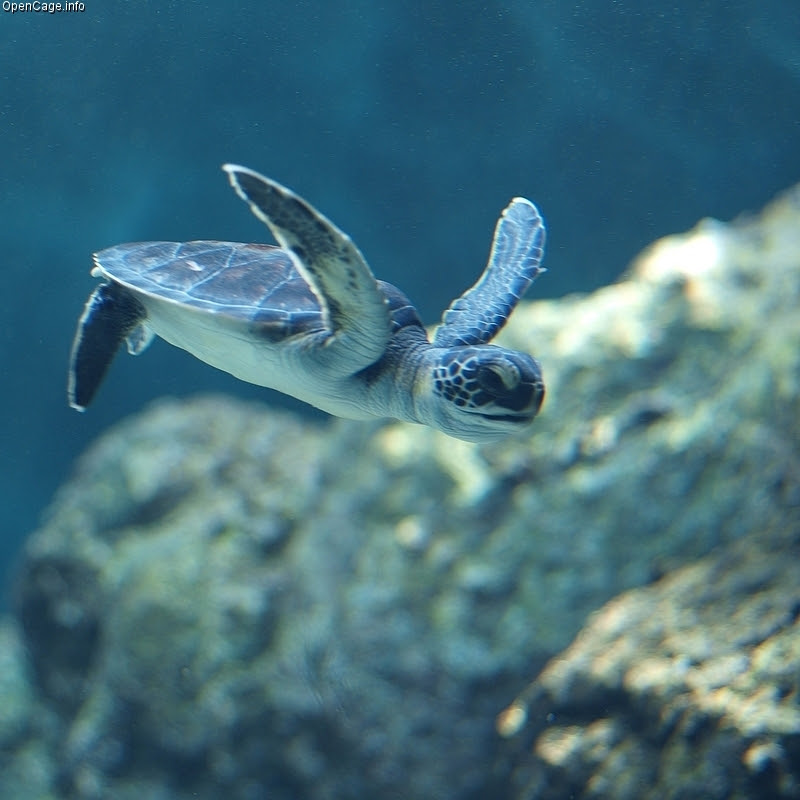 Hawksbill Sea Turtles - Help Save Hawksbill Sea Turtles