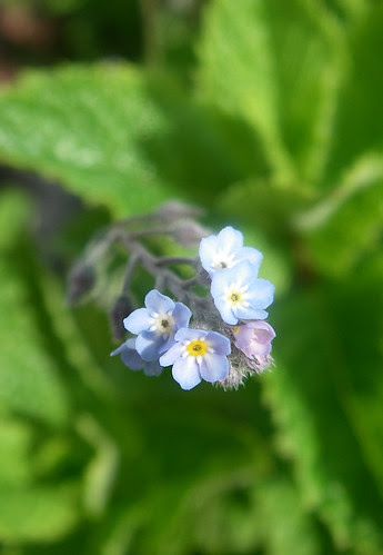 forget me not