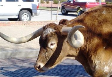 longhorn