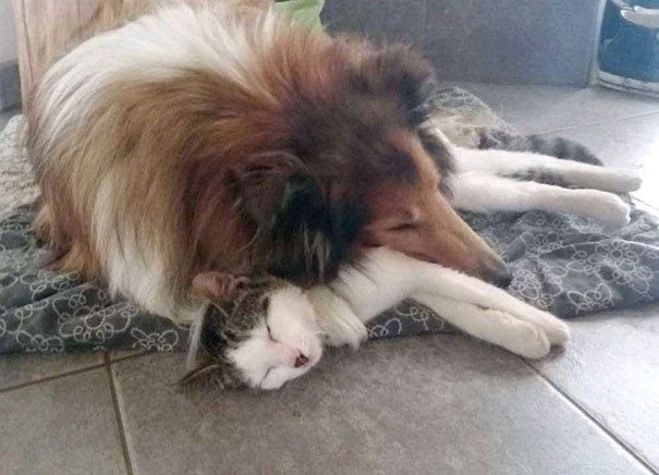 cat-dog-best-friends-molly-moses-9a